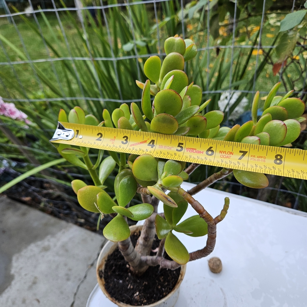 Ruby Jade Tree - Picture 2 of 4